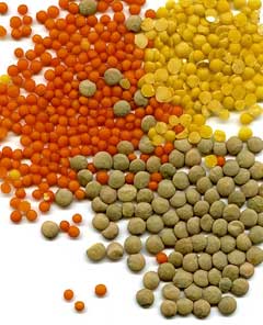 Lentil